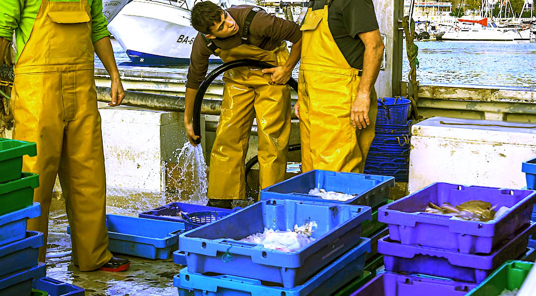 Descarga de pescado fresco en el puerto